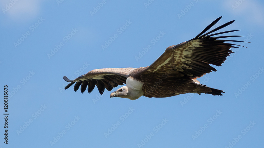 Obraz premium Gänsegeier