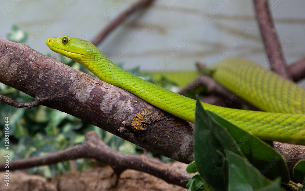 Grüne Mamba_03 Grüne Mamba_03