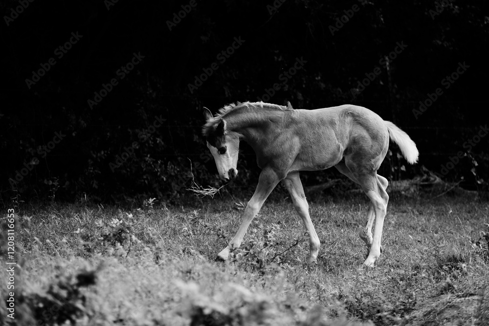 Fototapeta premium Playful colt foal horse closeup in black and white with copy space on background.