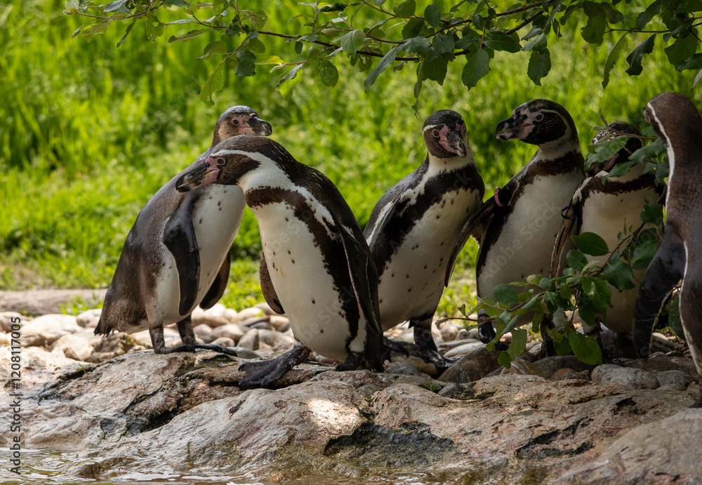 Obraz premium Pinguin_02