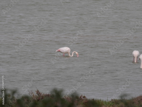 Flamingos suchen in den flachen salzigen Lagunen des Parque Natural Bahia Cadiz bei Chiclana de la Frontera kurz vor Cadiz nach Nahrung photo