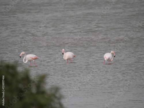 Flamingos suchen in den flachen salzigen Lagunen des Parque Natural Bahia Cadiz bei Chiclana de la Frontera kurz vor Cadiz nach Nahrung photo