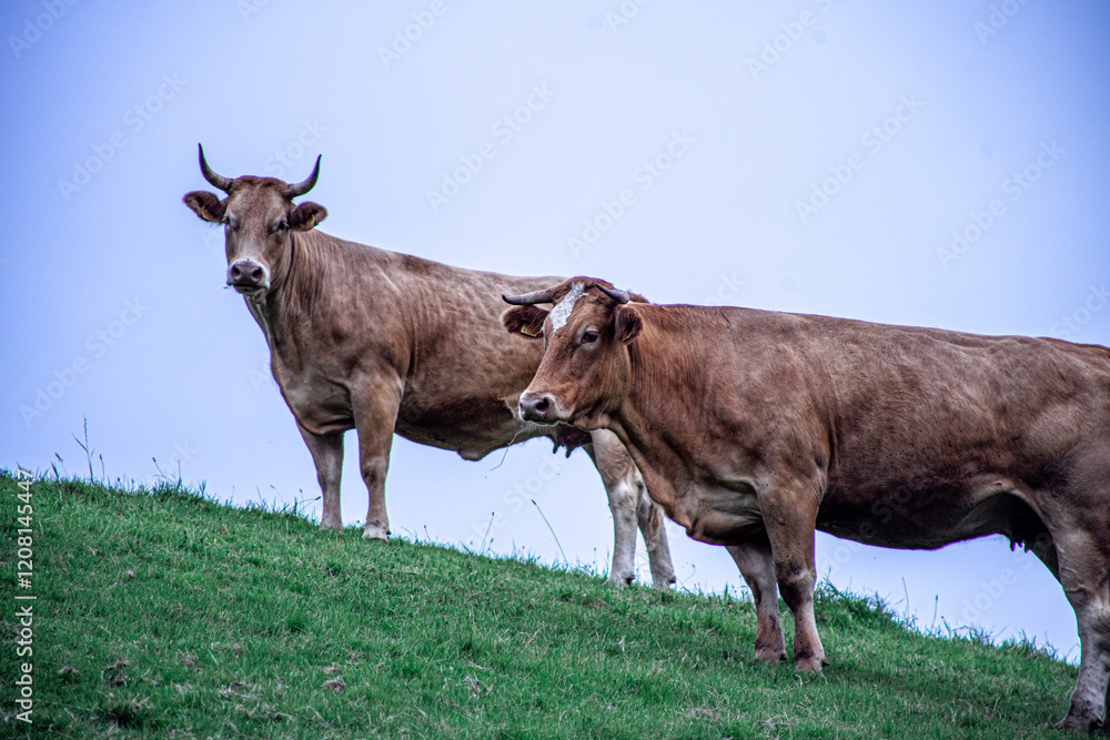 calm cows in the field calm cows in the field