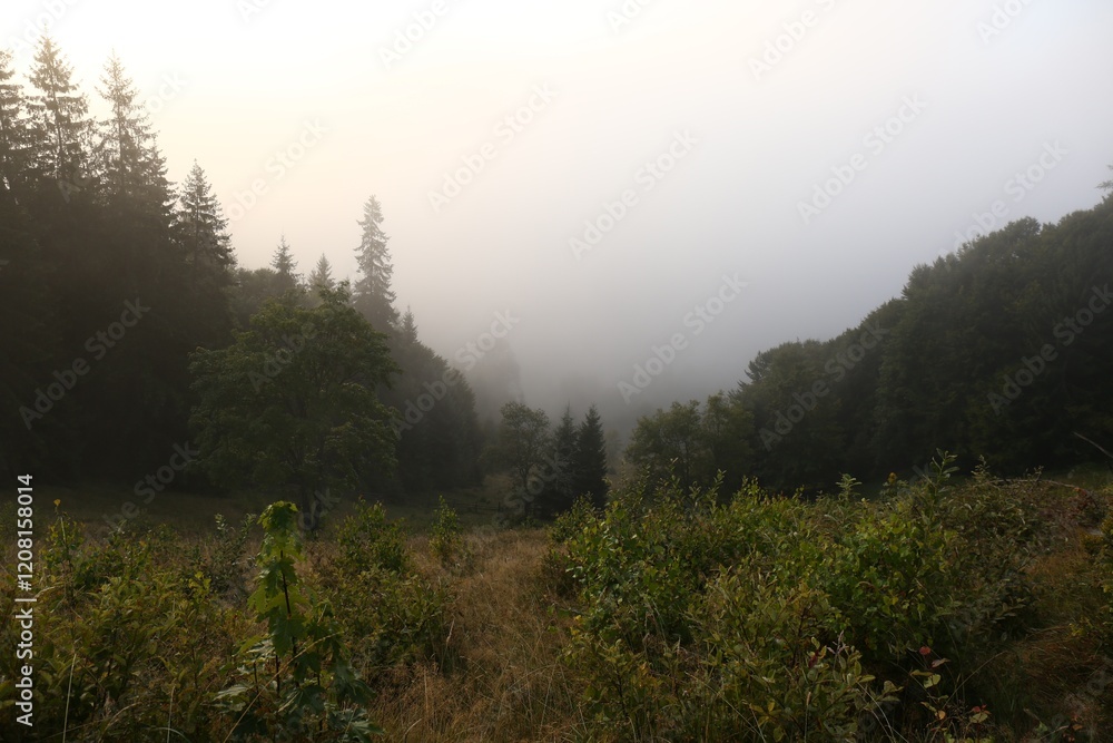 Picturesque view of foggy forest. Beautiful mountain landscape Picturesque view of foggy forest. Beautiful mountain landscape