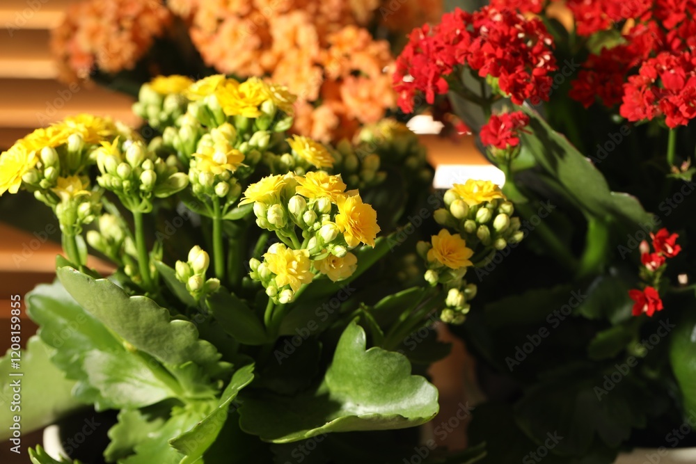 Different beautiful kalanchoe flowers indoors, closeup view Different beautiful kalanchoe flowers indoors, closeup view