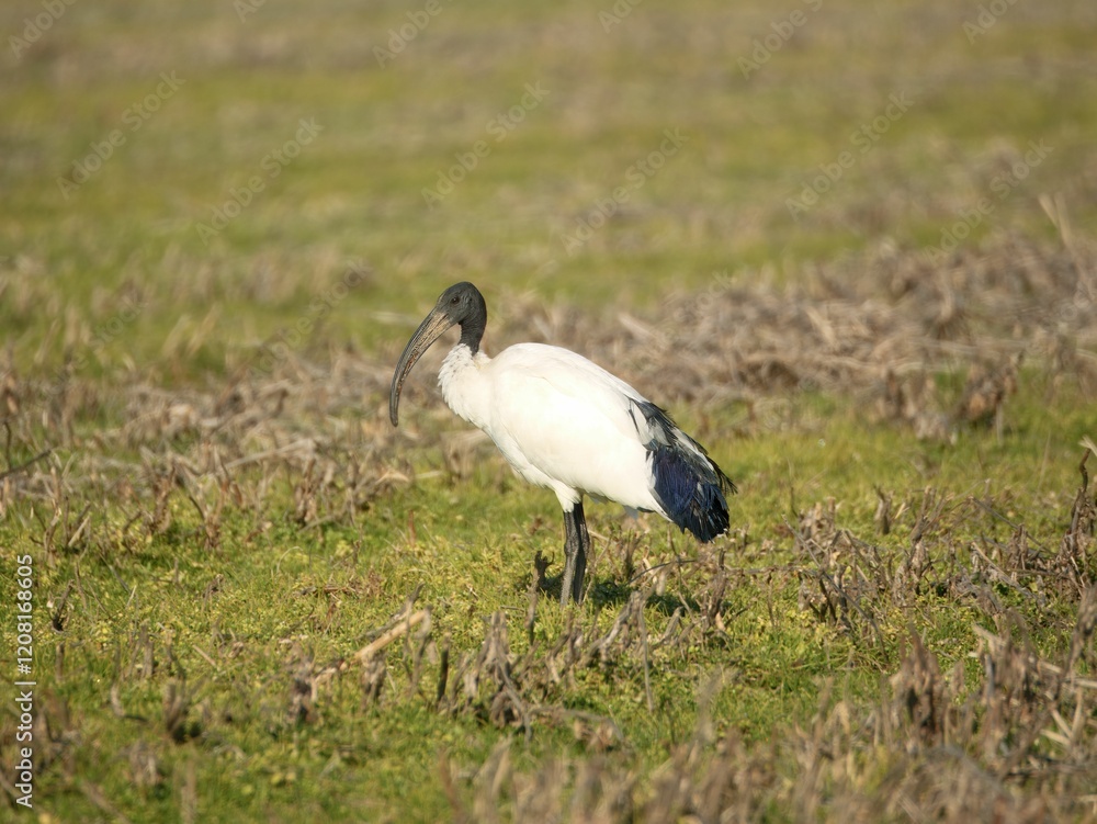 Fototapeta premium African sacred ibis in a grassy field.