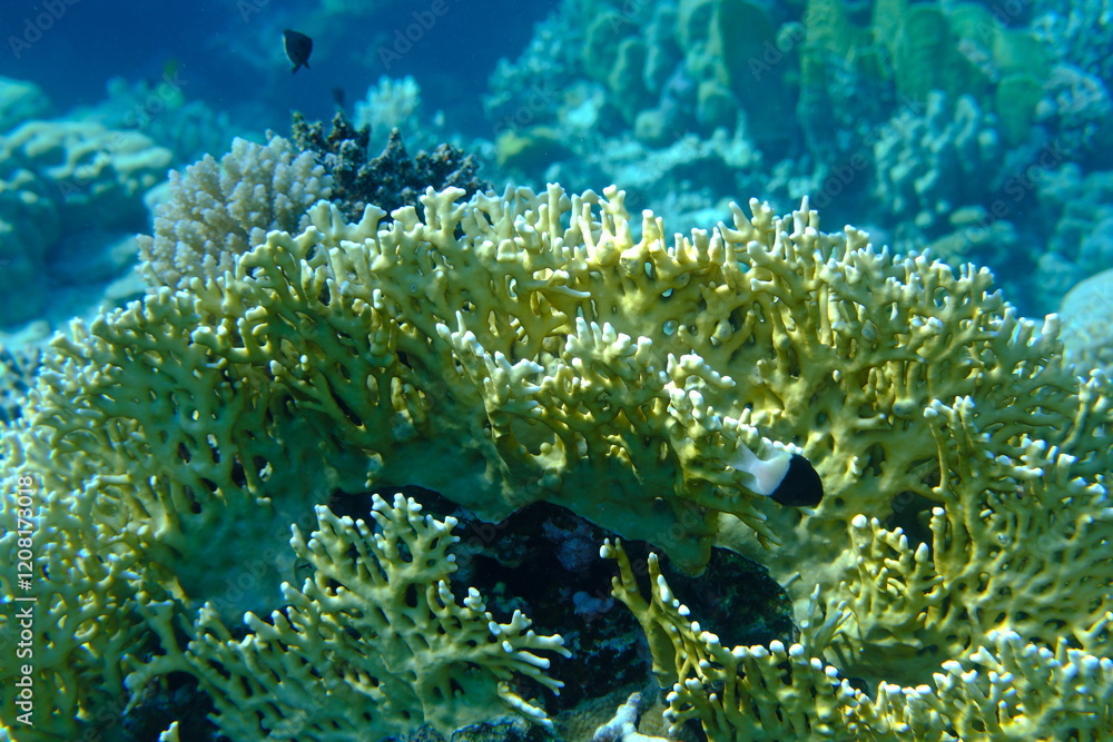 Obraz premium Reticulated fire coral or ramified fire coral (Millepora dichotoma) undersea, Red Sea, Egypt, Sharm El Sheikh, Montazah Bay