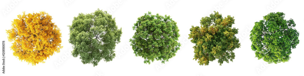 Fototapeta premium PNG Tree top perspective, element set on transparent background