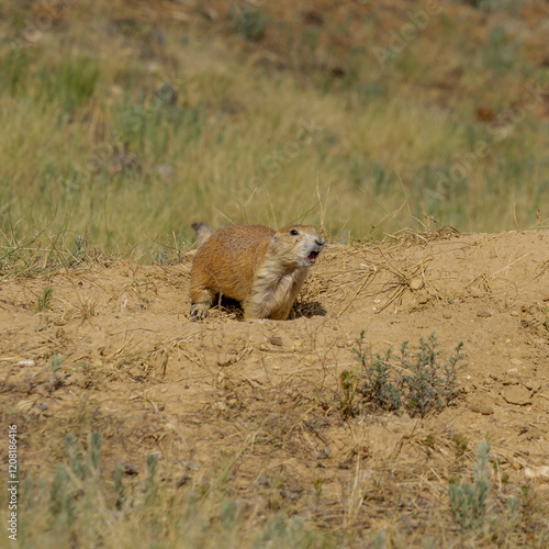 prairie, dog