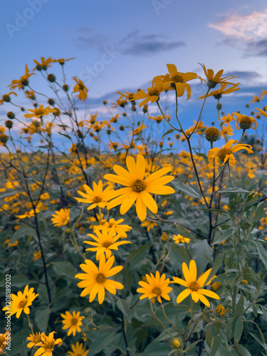 Yellow Jerusalem artichoke wildflowers bloom under a blue sky at dusk in a countryside landscape