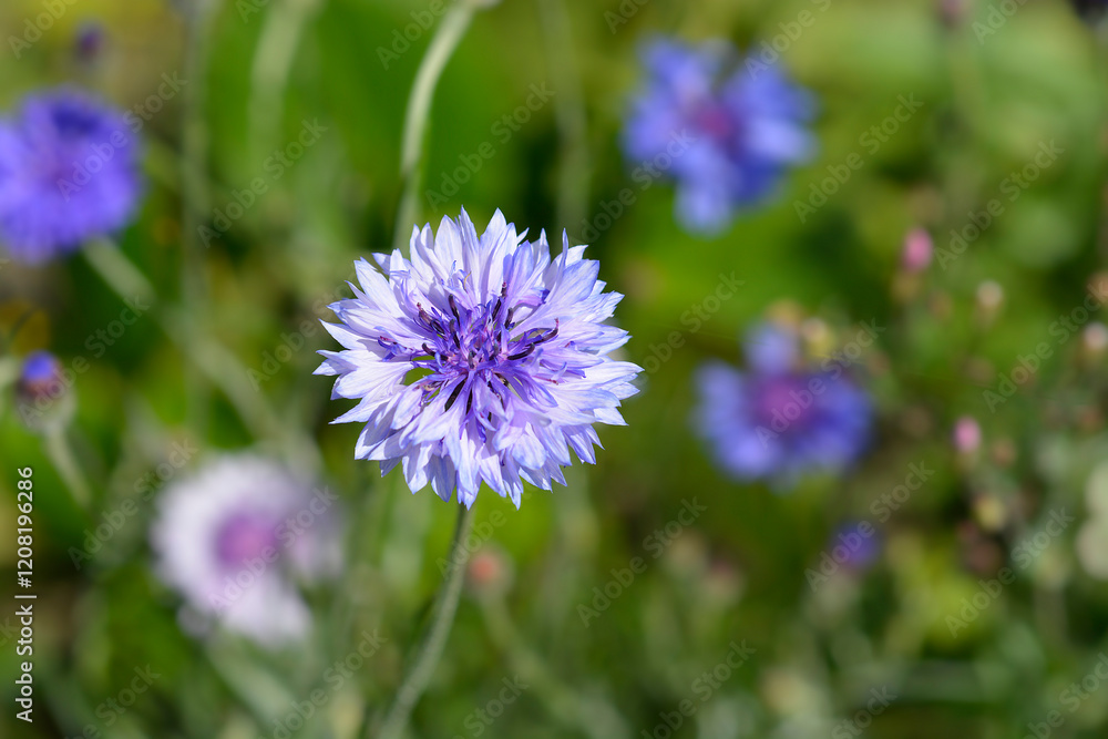 Cornflower in the field Cornflower in the field
