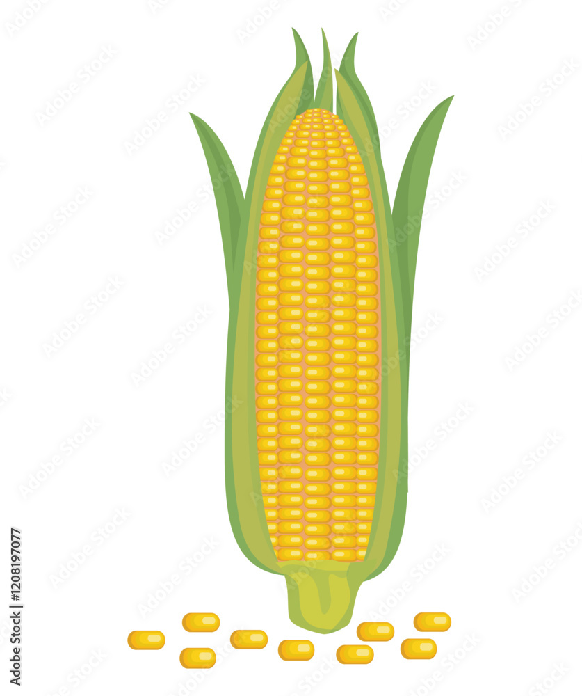 Obraz premium isolated fresh corn on white background vector design
