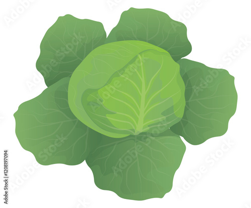 cabbage on white background vector design