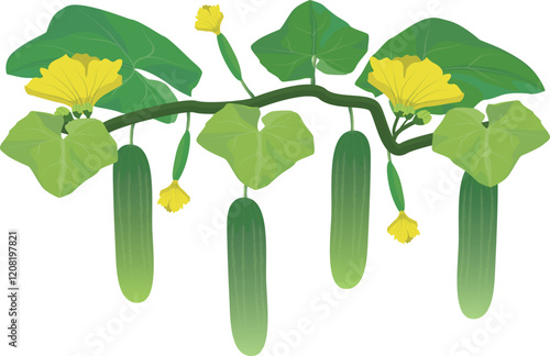 isolated cucumber with leaves on white background vector design