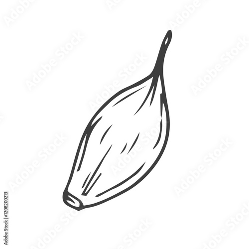 Garlic hand drawn vector illustration sketch. Isolated garlic, cloves