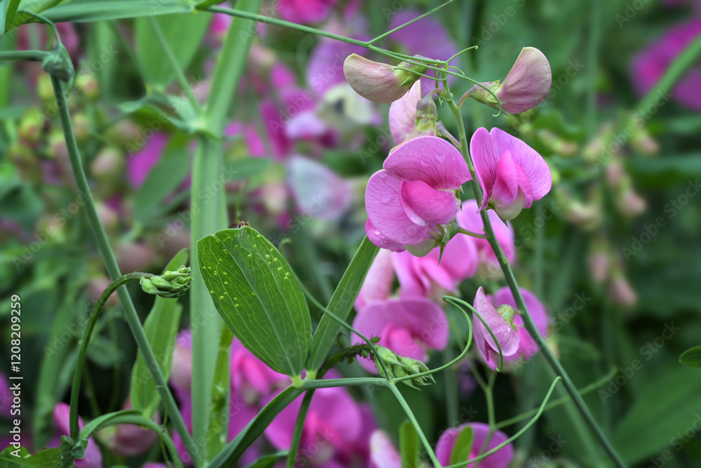 Obraz premium Pink flowers of sweet pea, Lathyrus odoratus, annual climbing plant growing in a cottage garden, copy space, selected focus