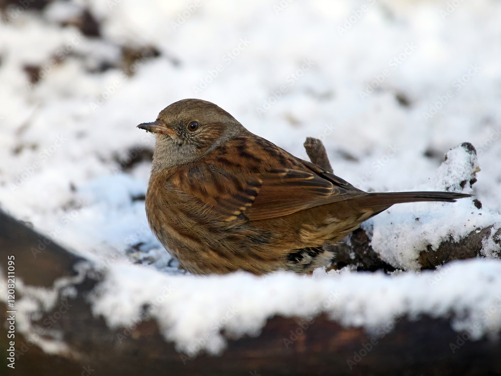 Dunnock (Prunella modularis) Dunnock (Prunella modularis)