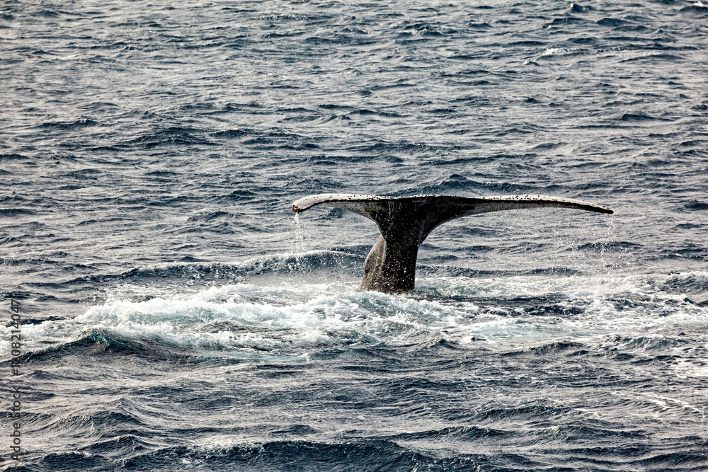 Obraz premium Whale Watching of Humpback whales in the Antarctic area 