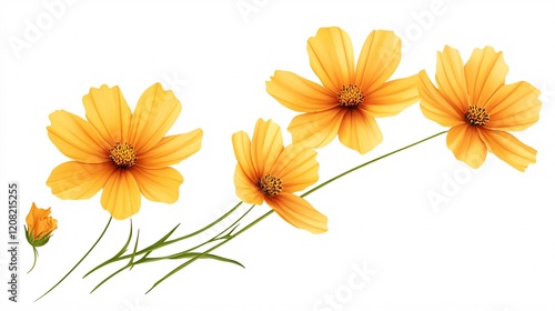 Vibrant orange cosmos flowers in various stages of bloom against a clean white background.