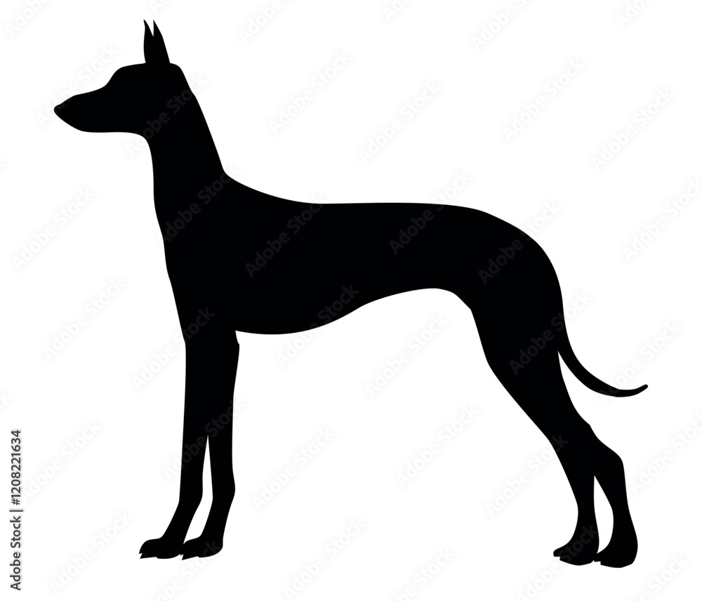 Silhouette of Podenco Ibizan Hound Standing Gracefully Silhouette of Podenco Ibizan Hound Standing Gracefully