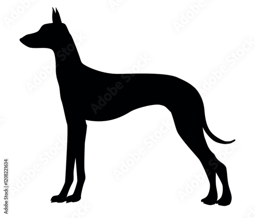 Silhouette of Podenco Ibizan Hound Standing Gracefully