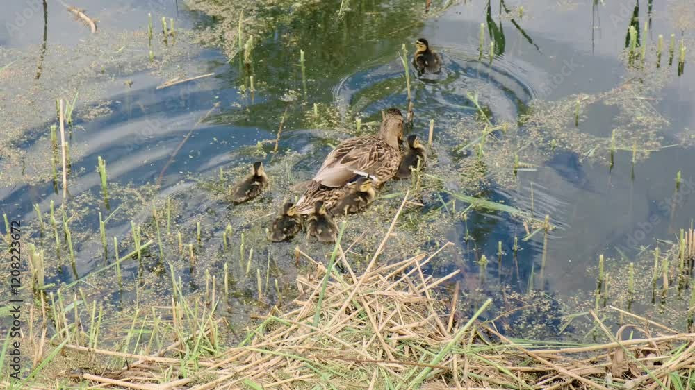 A duck with ducklings gliding peacefully across the water, surrounded by ripples. A duck with its baby ducklings sits basking in the sun on the grass on the shore of a pond. Birds in nature. Wildlife A duck with ducklings gliding peacefully across the water, surrounded by ripples. A duck with its baby ducklings sits basking in the sun on the grass on the shore of a pond. Birds in nature. Wildlife