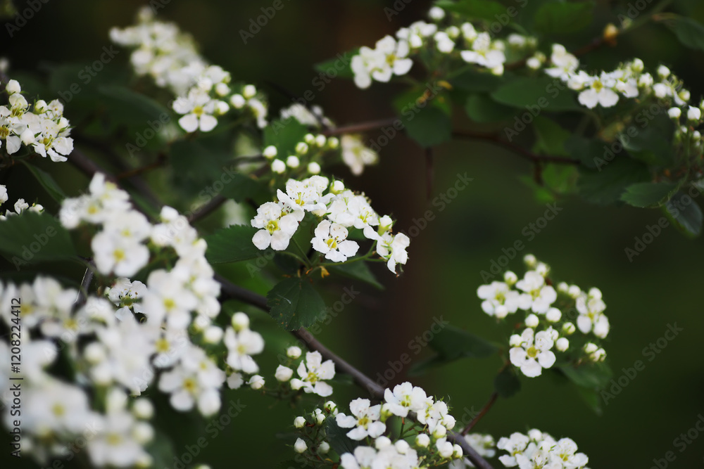 Spring bloom. The first flowers against the background of green spring. Spring bloom. The first flowers against the background of green spring.
