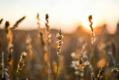 spikelet fields of wheat