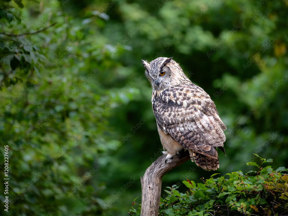 Eurasian eagle-owl sitting on a dead tree