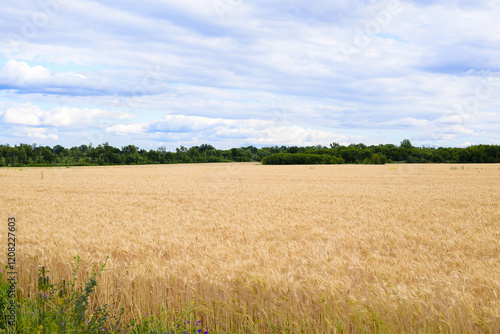 spikelet fields of wheat Ukraine