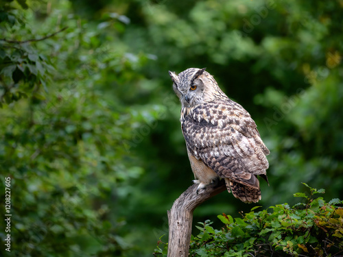 Obraz na płótnie Eurasian eagle-owl sitting on a dead tree w salonie