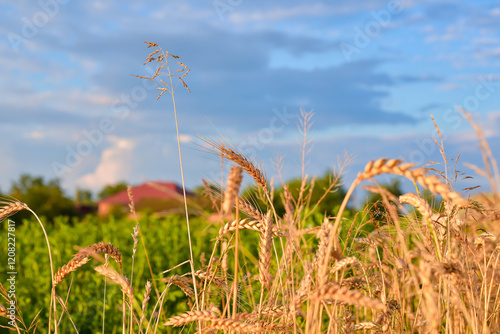 spikelet fields of wheat