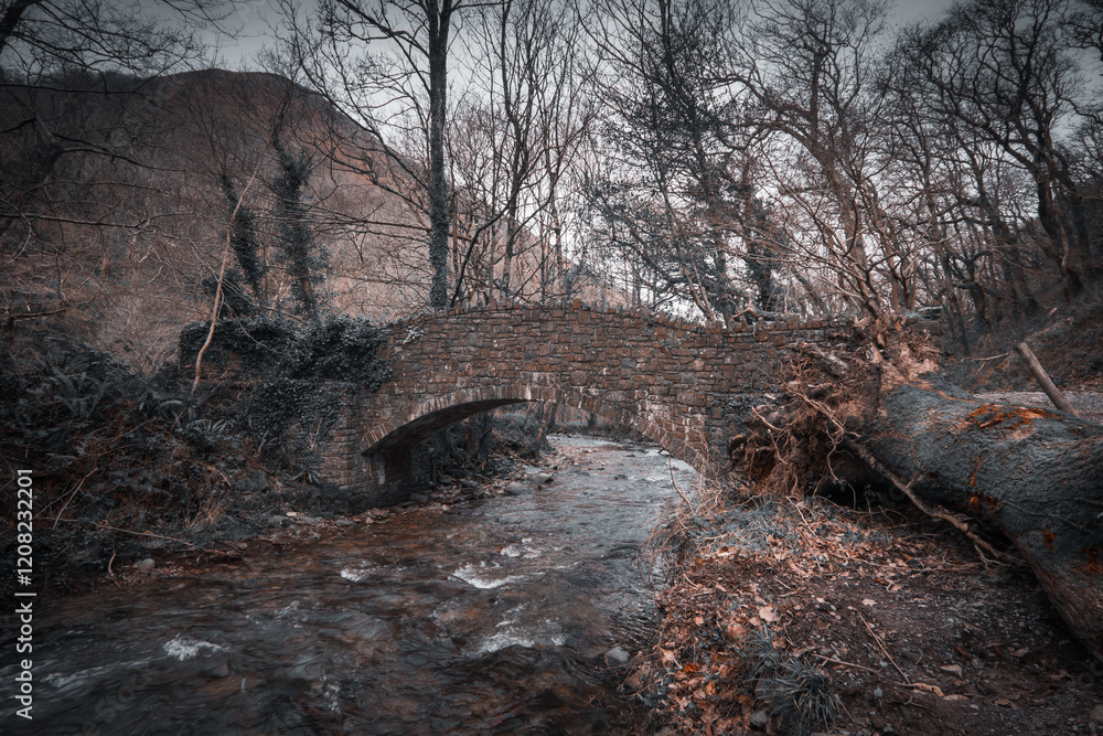 bridge in the forest bridge in the forest
