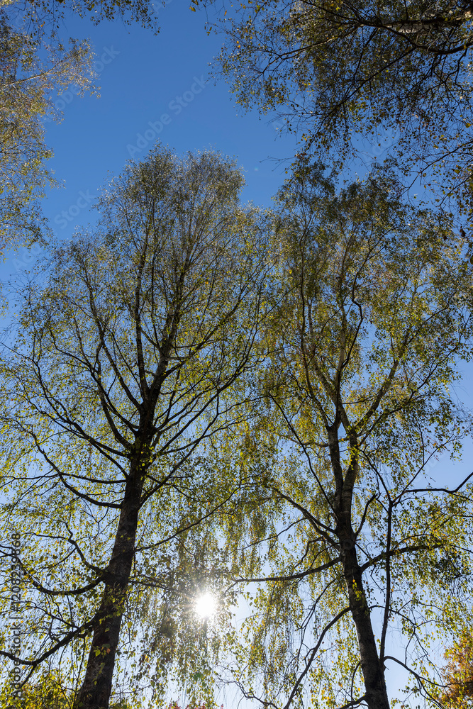 yellowing birch foliage against a blue sky in sunny autumn weather yellowing birch foliage against a blue sky in sunny autumn weather