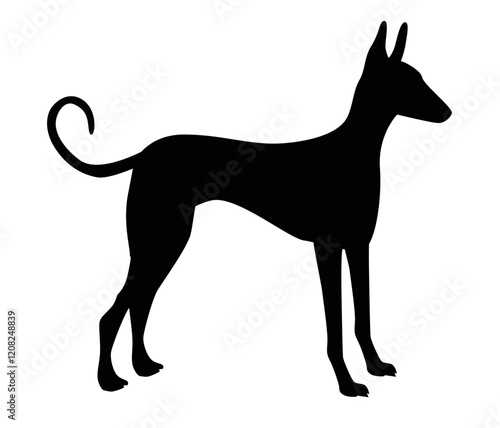 Silhouette of Podenco Ibizan Hound Standing Gracefully