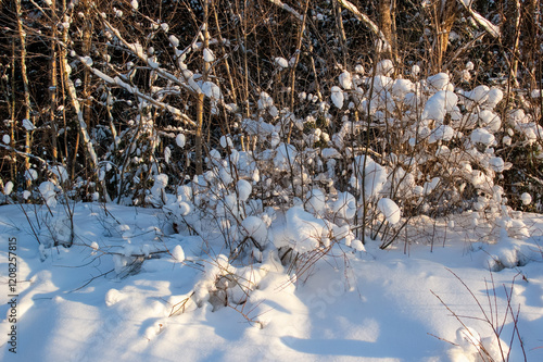 Sunny, beautiful, white winter day. Interesting snowflakes on the branches of bushes. Winter in Latvia