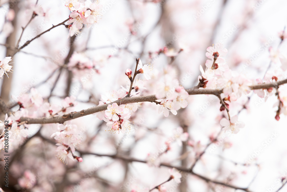 A beautiful spring branches of a blossoming tree covered with soft pink flowers. Spring time A beautiful spring branches of a blossoming tree covered with soft pink flowers. Spring time