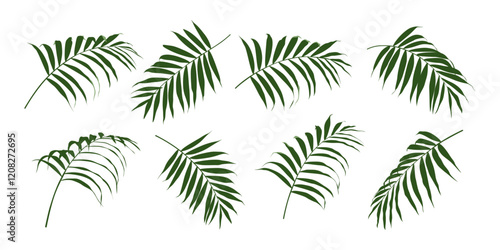 Palm tree leaves vector set. Palm tree branches in different positions. Coconut palm leaf isolated on white background.  photo