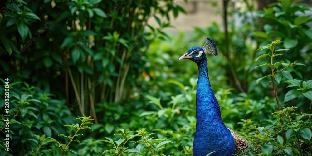 Blue peacock in a lush green environment, green forest, peacock feathers Blue peacock in a lush green environment, green forest, peacock feathers