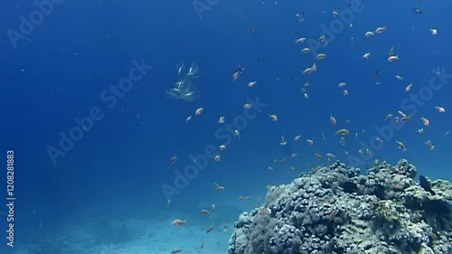 Explore the captivating world of the Clavelina lepadiformis, a light bulb sea squirt, as it thrives among colorful fish and stunning coral formations in the enchanting depths of the Red Sea. photo