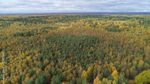 Forest with trees in various stages of fall photo