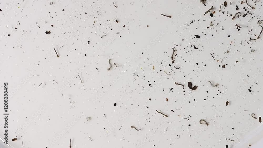 Aedes larvae and pupae
aegypti and Aedes albopictus mosquito Stagnant water epidemic. possible breeding of mosquitoes. proliferation of aedes, dengue, chikungunya, zika virus, diseases Aedes larvae and pupae
aegypti and Aedes albopictus mosquito Stagnant water epidemic. possible breeding of mosquitoes. proliferation of aedes, dengue, chikungunya, zika virus, diseases