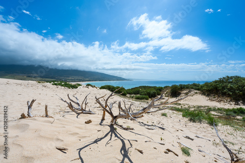 Punta Paloma Dune, El Estrecho Natural Park, Tarifa, Andalusia, Spain, Europe photo