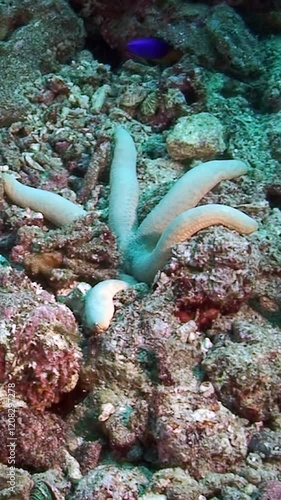 Explore a stunning underwater realm where a white starfish and a blue sea star thrive among colorful corals and rocky seafloors. Witness their beauty in a tranquil marine environment. photo