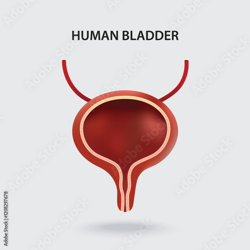 Bladder, internal human organ. Anatomy of the human organ. Medicine, healthcare and science.