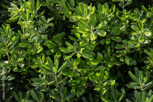 Green Background from a decorative bush. November in Budva, Montenegro. High quality photo