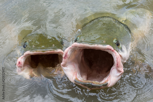 paiche fish in the water photo