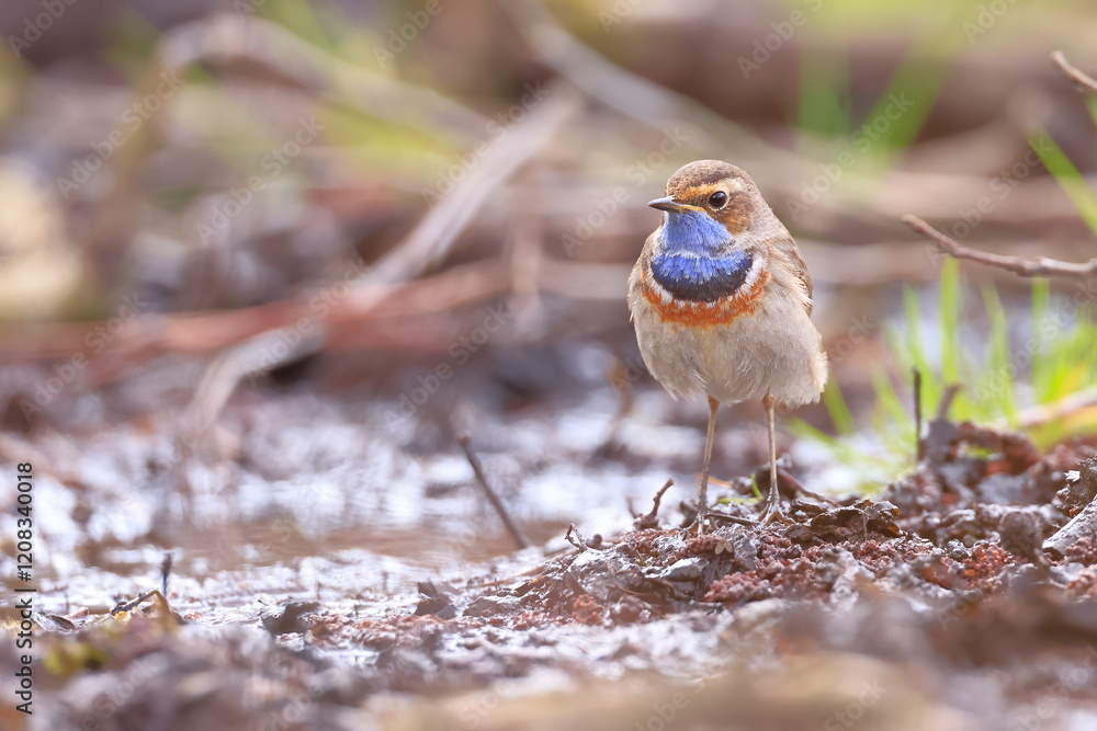 Slavík modráček, Bluethroat (Luscinia svecica) Czech republic