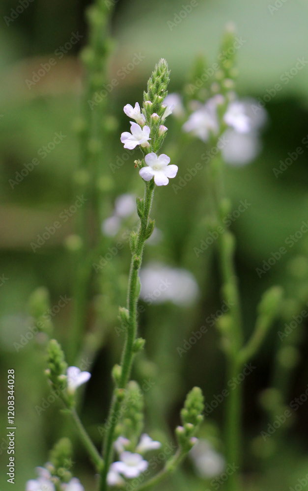 The medicinal plant Verbena officinalis grows in nature The medicinal plant Verbena officinalis grows in nature