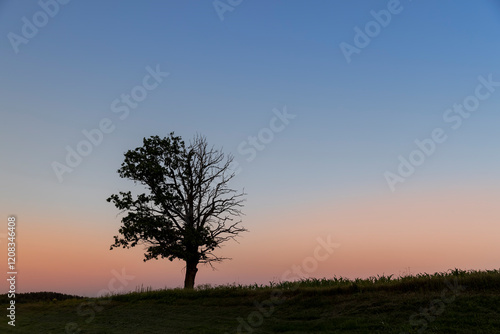 Wallpaper Mural a half withered tree grows on a hill near sunset Torontodigital.ca